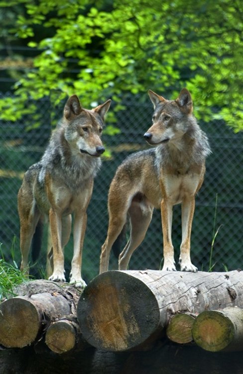 New Forest Wildlife Park