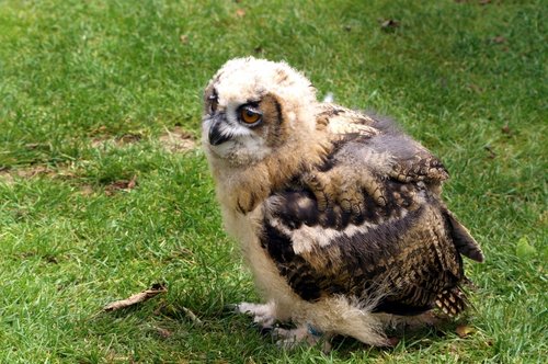 Baby giant Owl.