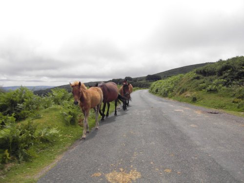 Dartmoor Ponies