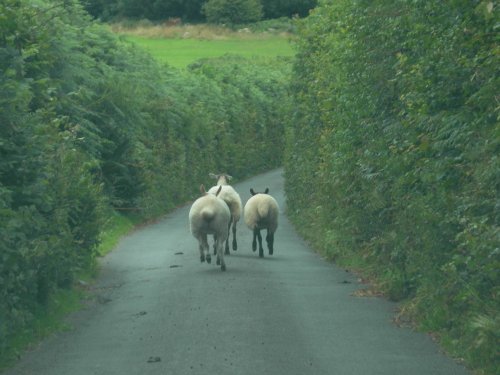 Follow those sheep !