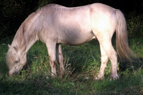 Horse seen In Llangattock Public Way