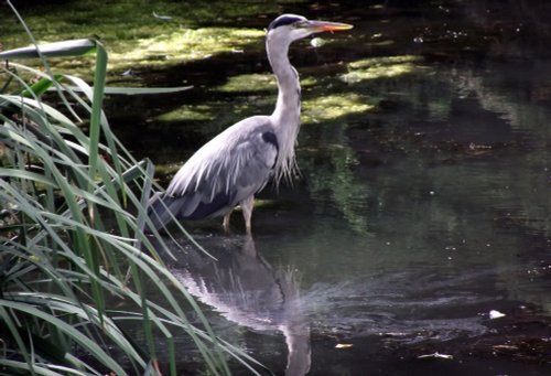 Ruislip duck pond