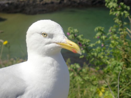 Port Isaac, good looking bird