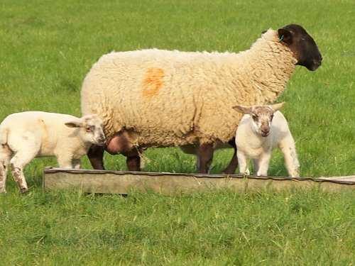 Who's been eating my dinner?