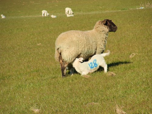 Come on No128. It's 129's turn now!