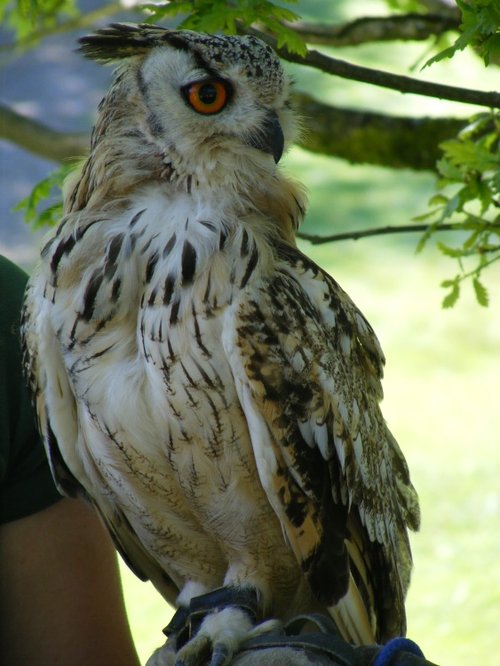 Owl Be Keepin An Eye Out For You!