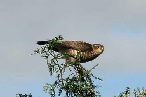 2 Sparrowhawk.