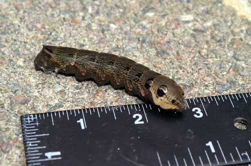 Nearly 1/2 an inch wide.