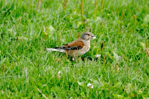 Cock Linnet.