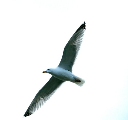 Herring Gull.