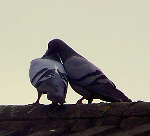 Love birds