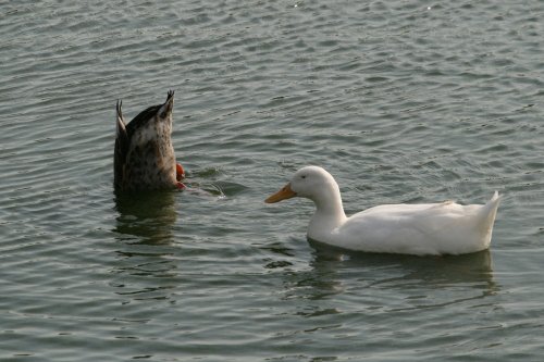 Wildfowl on the lake.