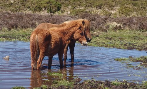Wild Dartmoor