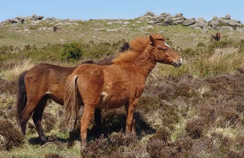 Wild Dartmoor