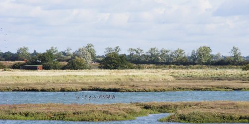 High Tide and Salt Marsh