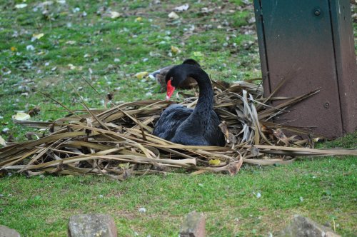 Dawlish Black Swan making her nest