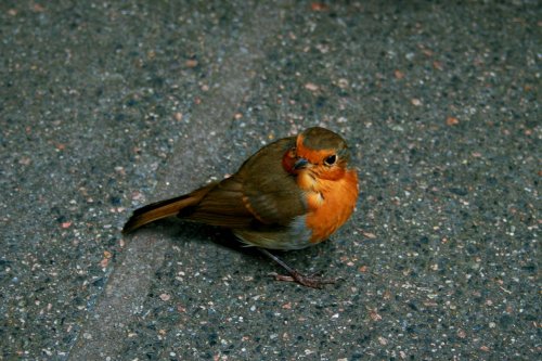 Robin.
