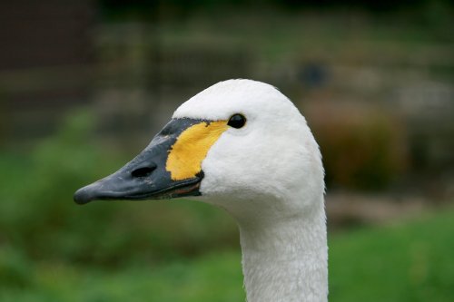 Bewick's Swan.