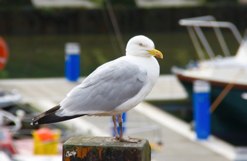 Gull in Scarborough