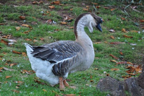 Not sure what this guy is?!