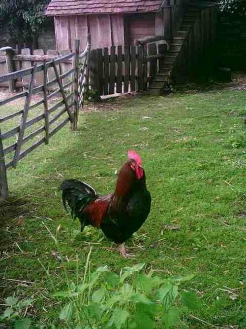 Stratford upon Avon - Mary Arden's Farm - Part 3