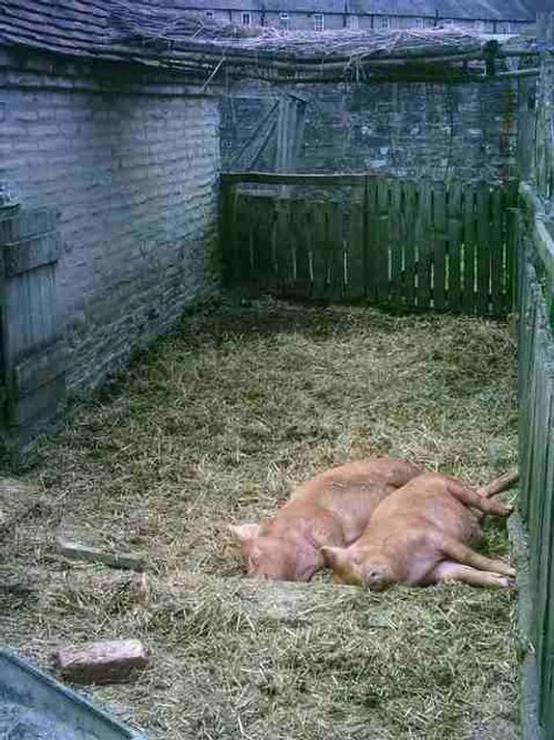 Stratford upon Avon - Mary Arden's Farm - Part 5