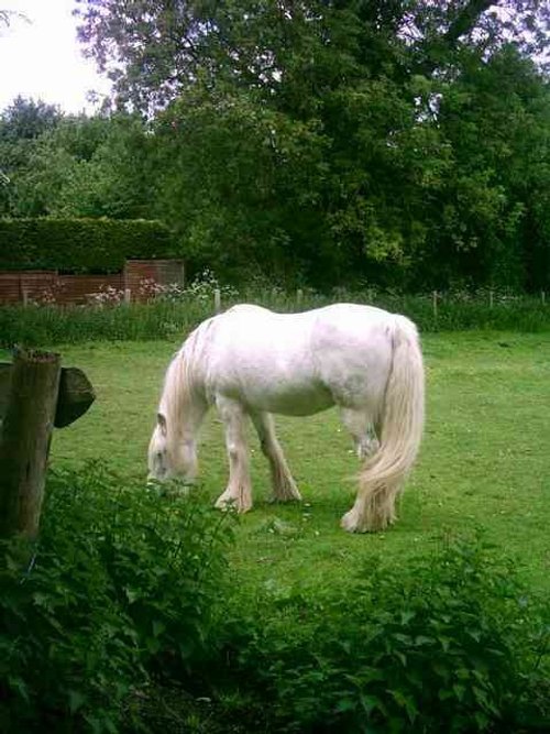 Stratford upon Avon - Mary Arden's Farm - Part 6