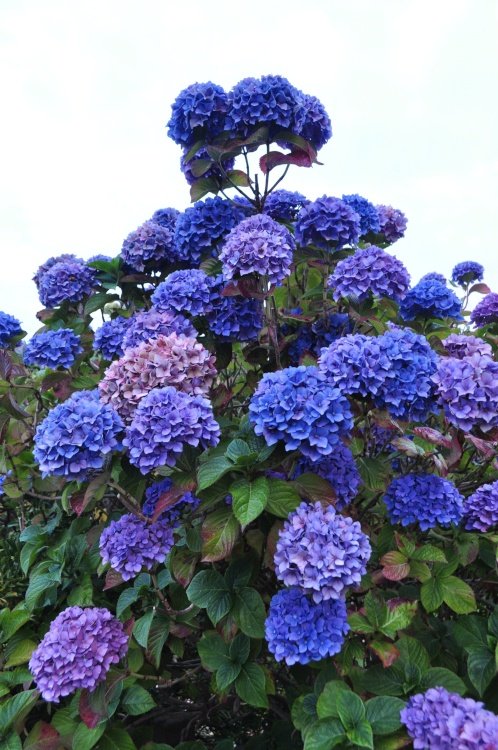 Hydrangeas