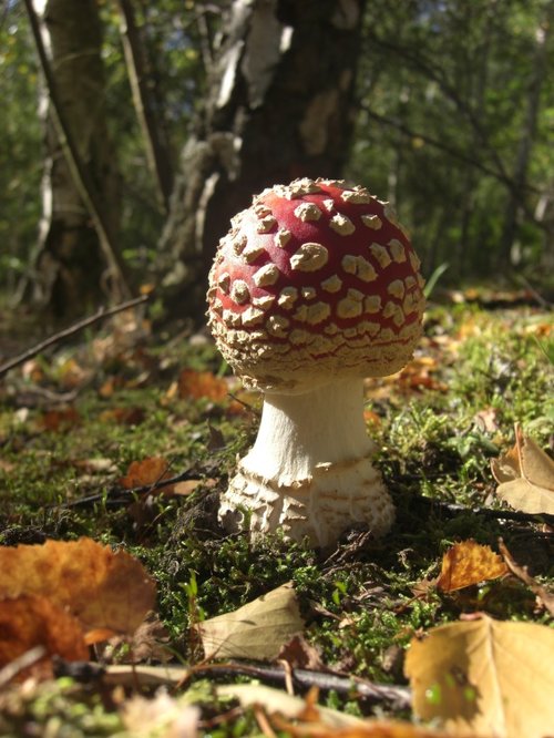 Fly Agaric in Beacon Wood Country Park