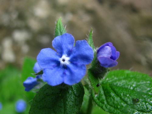 Green Alkanet