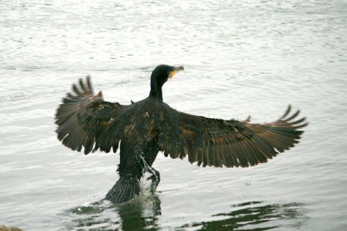 Cormorant.