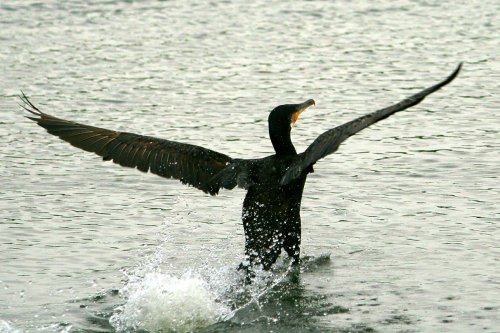 Cormorant.