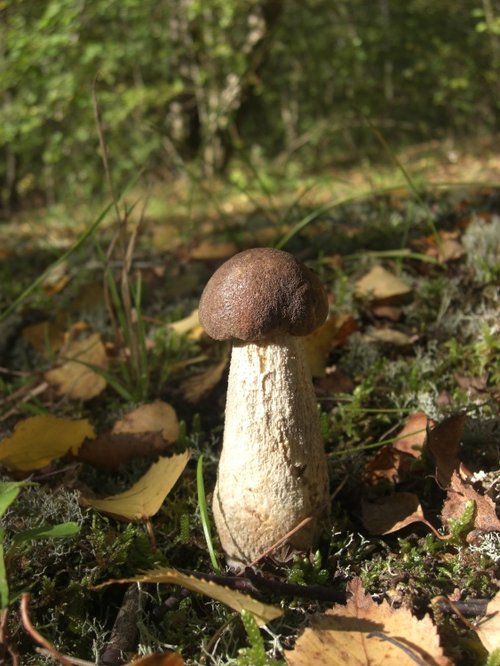 What type of mushroom is this?