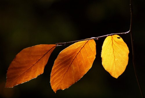 Beech leaves, Mixbury, Oxfordshire