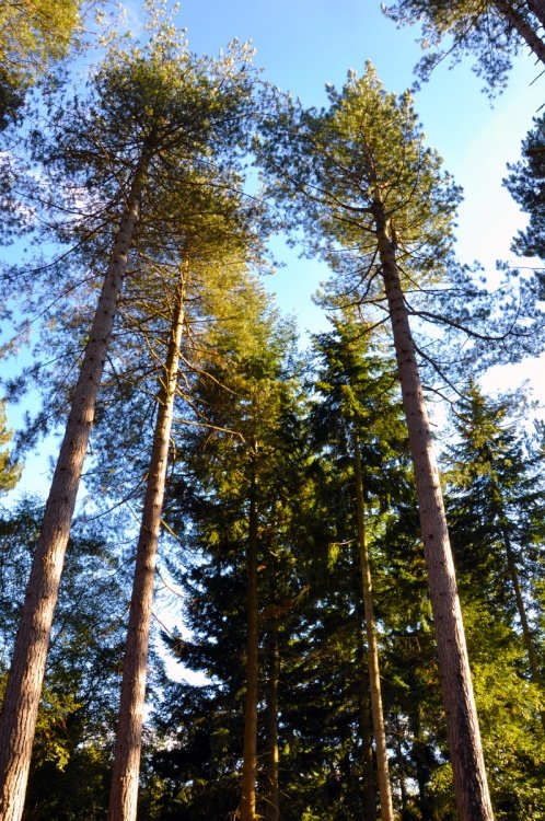Tall Trees