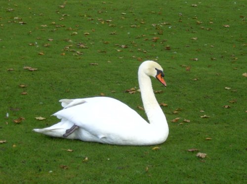Swan
