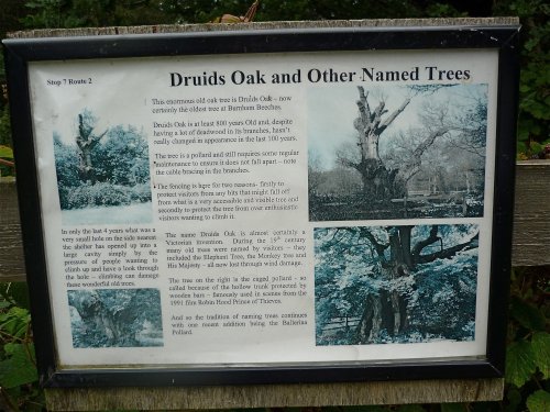 Druid's Oak description