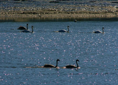 Swans