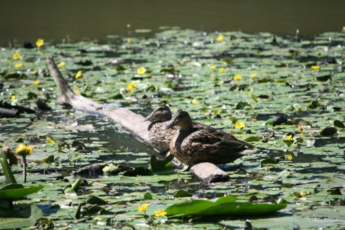 Two ducks on a log.