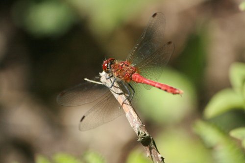 Dragonfly