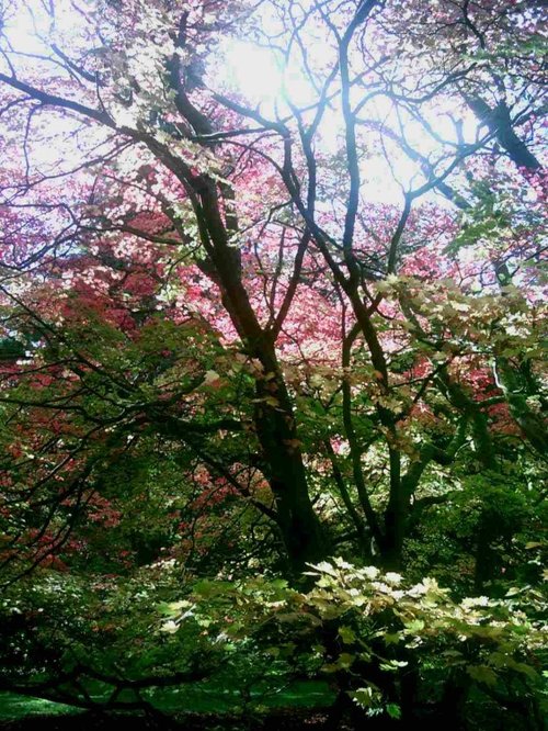 Westonbirt Arboretum - October 2010