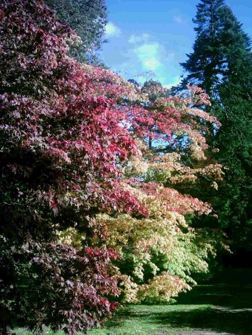Westonbirt Arboretum - October 2010