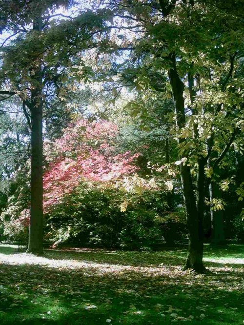 Westonbirt Arboretum - October 2010
