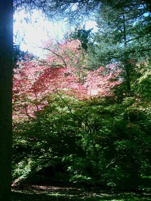 Westonbirt Arboretum - October 2010