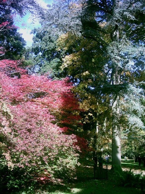 Westonbirt Arboretum - October 2010