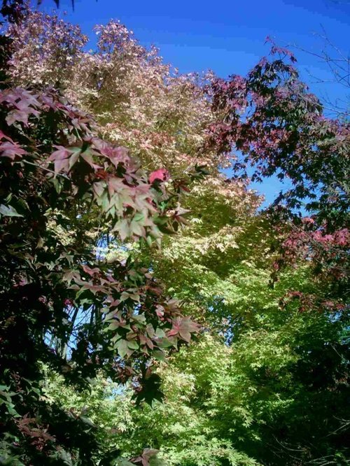 Westonbirt Arboretum - October 2010