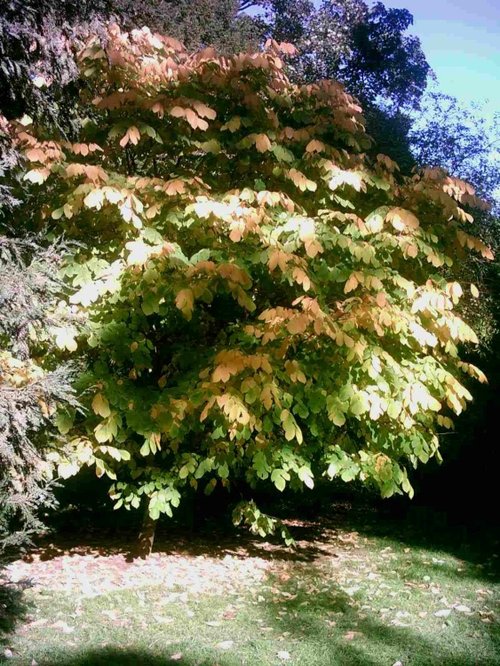 Westonbirt Arboretum - October 2010