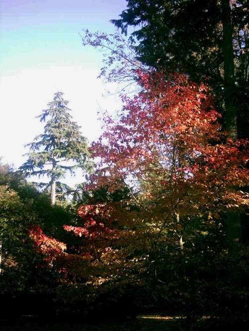 Westonbirt Arboretum - October 2010