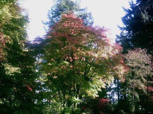 Westonbirt Arboretum - October 2010