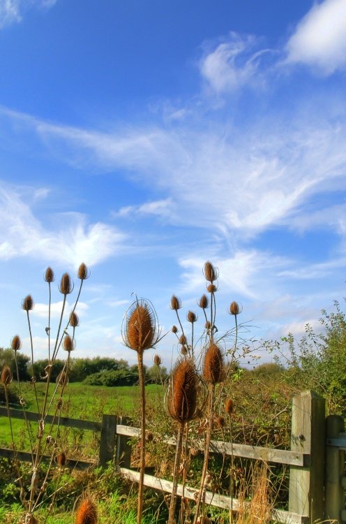 Teasels at Hengistbury Head near Christchurch